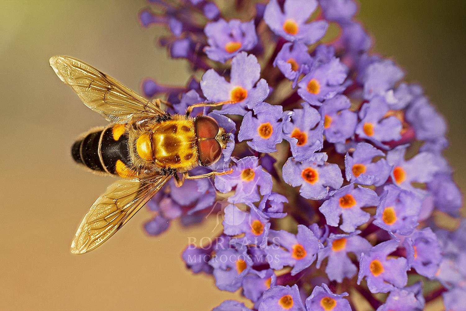 Golden Bee Art Print | Violet Blossoms, Limited Edition