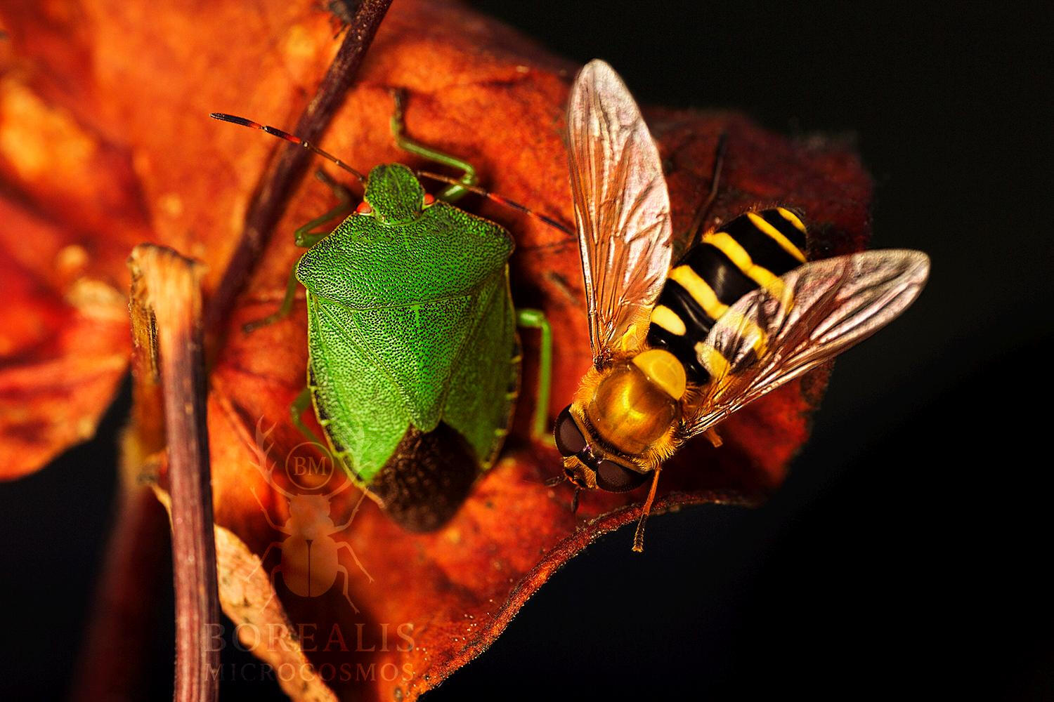 Green Beetle Golden Fly | Limited Edition