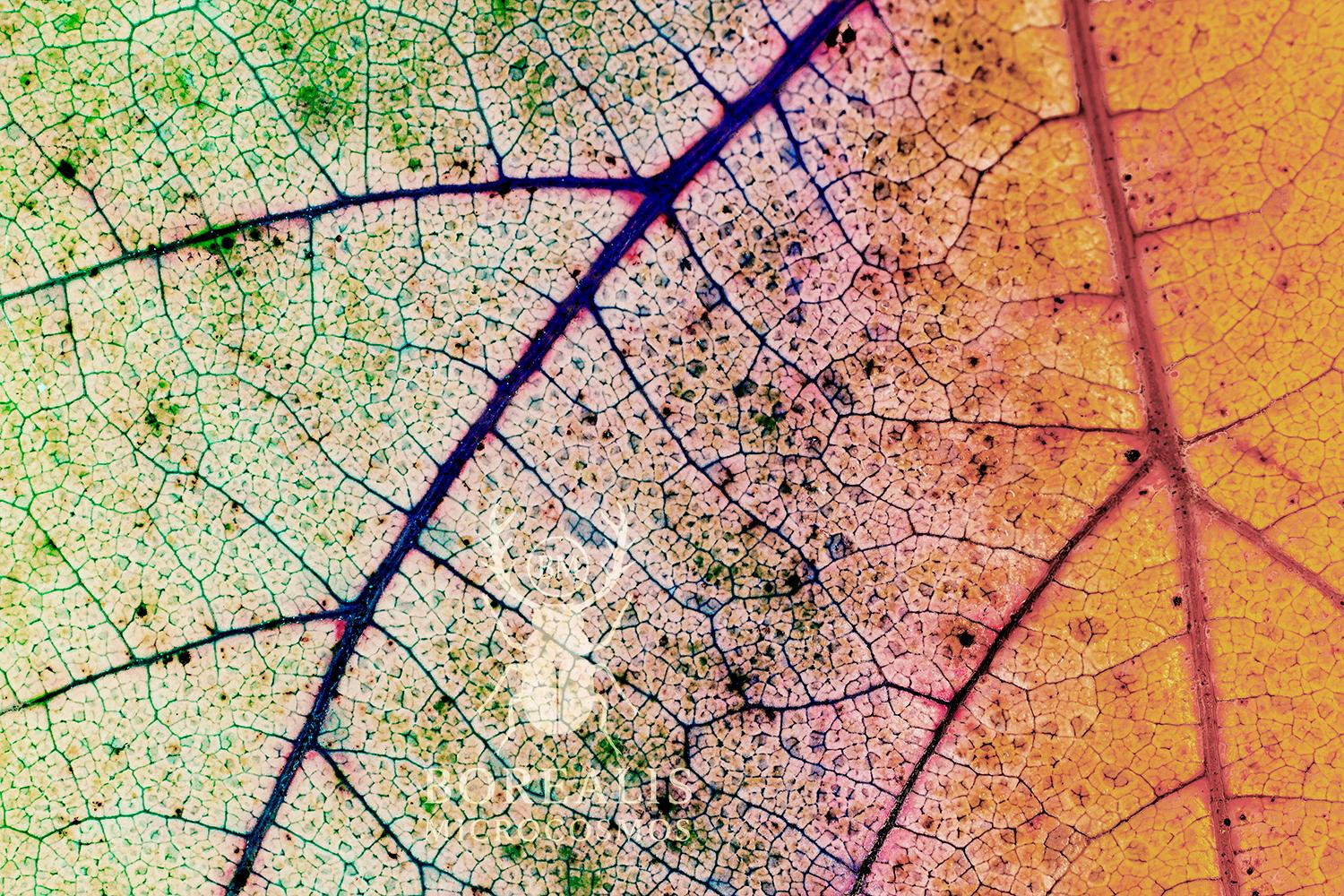 Autumn Leaf Macro Photography Art | Limited Edition