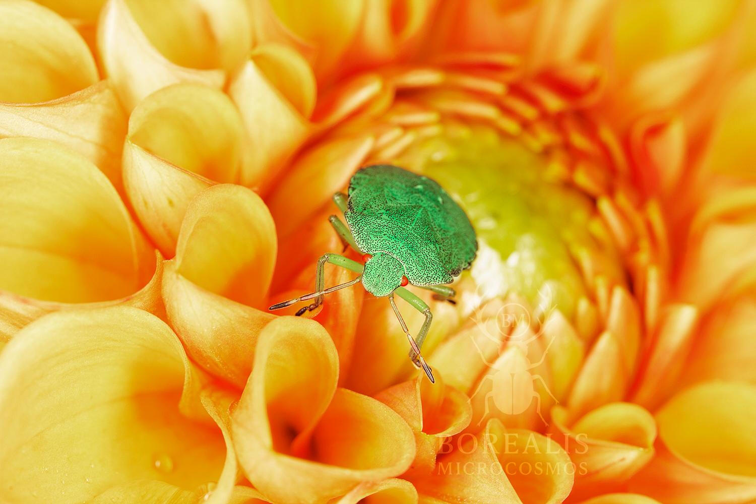 Emerald Beetle Digital Art Print | Orange Floral, Limited Edition